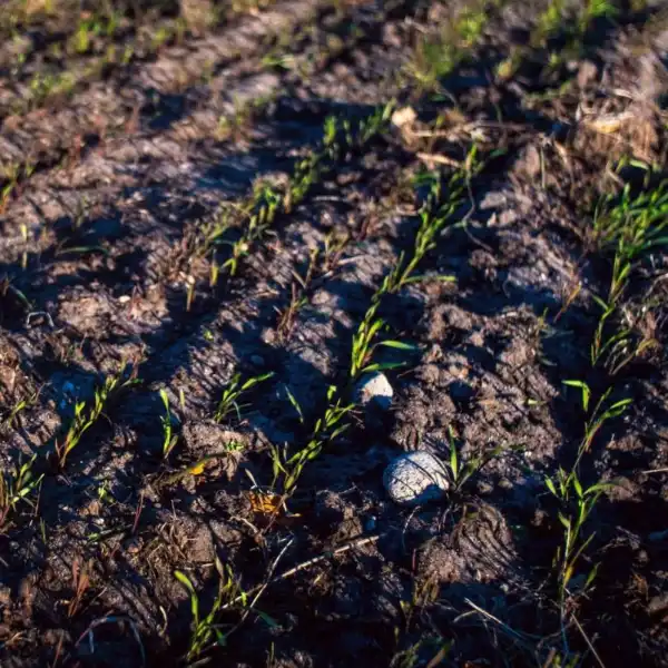 Swidden Rye in the field